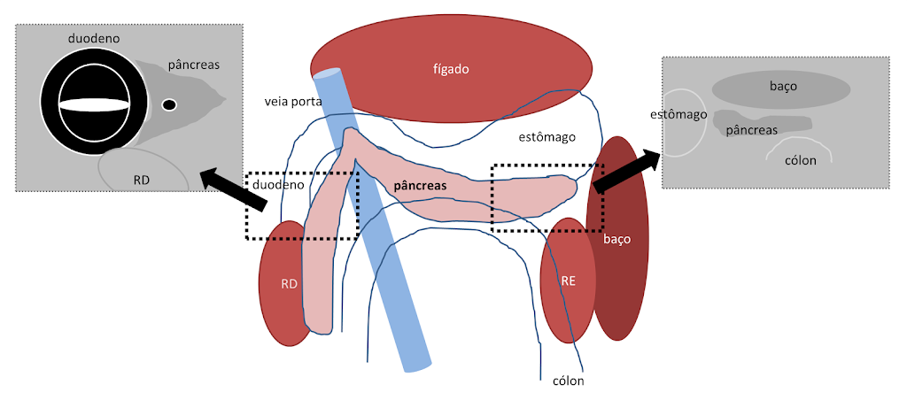 Ultrassonografia e pancreatite em pequenos animais