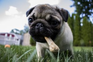 cachorro comendo ossinho